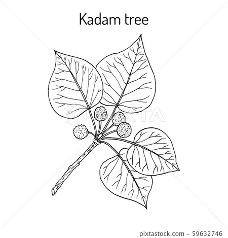 Kadam tree, or burflower-tree, medicinal plant 59632746