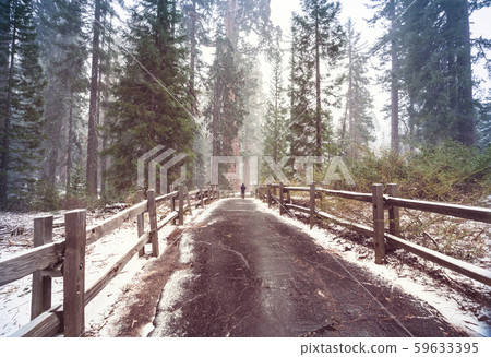 Sequoia forest in winter season Sequoia forest in winter season 59633395