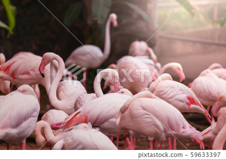 Pink flamingo Pink flamingo 59633397