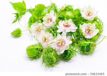 Fetid passionflowers on white Fetid passionflowers on white 59633465