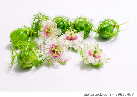 Fetid passionflowers on white Fetid passionflowers on white 59633467