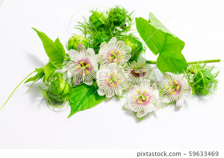 Fetid passionflowers on white Fetid passionflowers on white 59633469