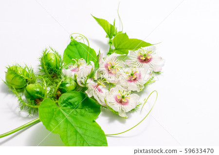 Fetid passionflowers on white Fetid passionflowers on white 59633470