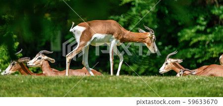 Dama gazelle, Gazella dama mhorr or mhorr gazelle is a species of gazelle 59633670