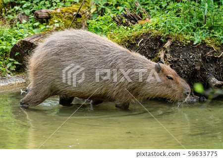 Capybara, Hydrochoerus hydrochaeris grazing on fresh green grass 59633775