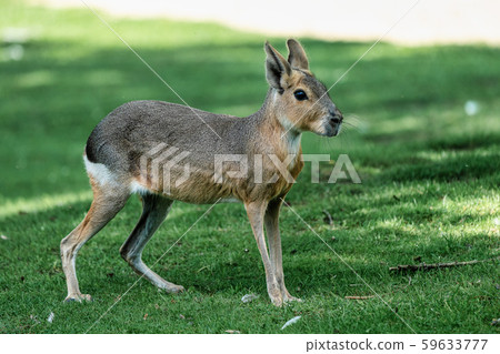 Patagonian Mara, Dolichotis patagonum are large relatives of guinea pigs 59633777