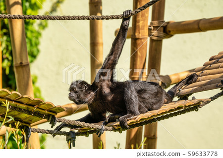 The black-headed spider monkey, Ateles fusciceps is a species of spider monkey 59633778