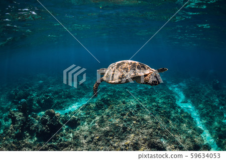 Sea turtle glides in ocean. Underwater view with turtles Sea turtle glides in ocean. Underwater view with turtles 59634053