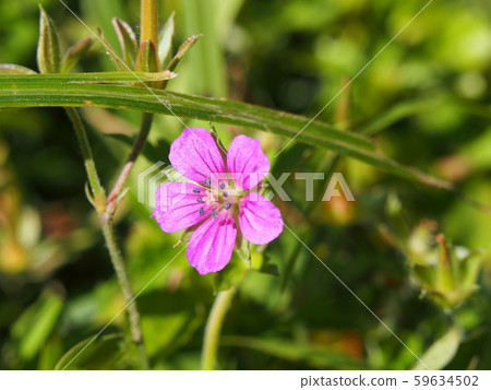 Geranium thunbergii Geranium thunbergii 59634502
