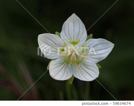 Umebachissau 59634674