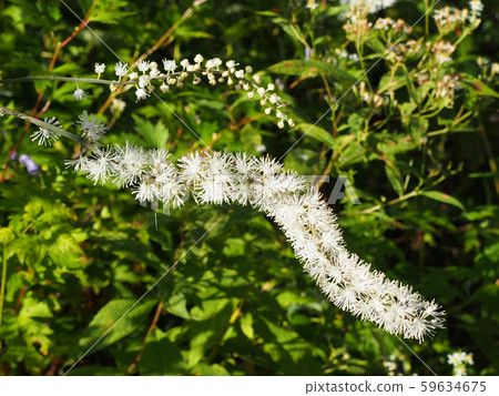 Sarashina Shuma 59634675