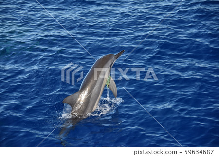 在小gas原玩轉輪海豚/垃圾 在小gas原玩轉輪海豚/垃圾 59634687