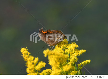 Tatehamodoki 59634693