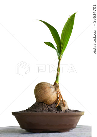 Coconut bonsai tree on marble table isolate white background 59634701
