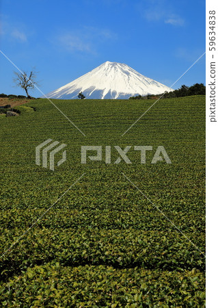 春季富士山茶園 59634838