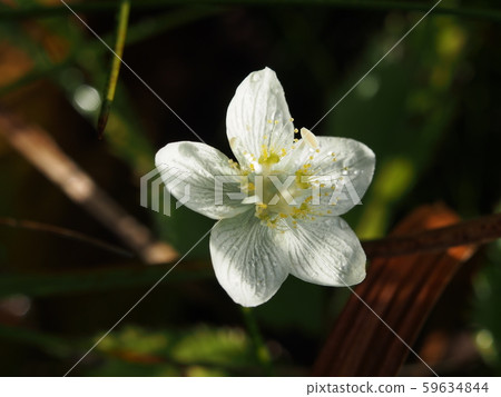 梅花草 梅花草 59634844