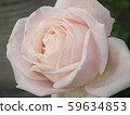 Rose   59634853