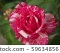 Rose   59634856