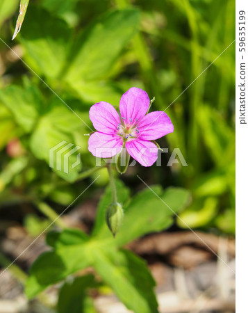 Geranium thunbergii 59635199