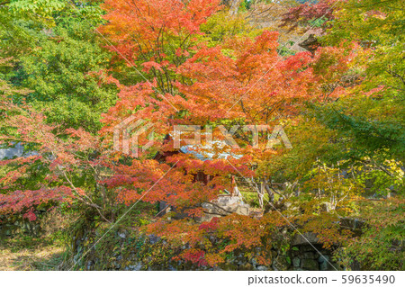 Colored leaves of Hidehikoyama Jingu approach 59635490