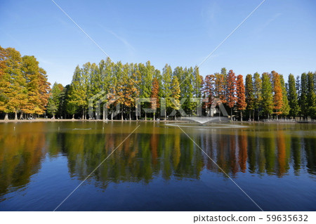Tree-lined road and swamp of autumn leaves Tree-lined road and swamp of autumn leaves 59635632