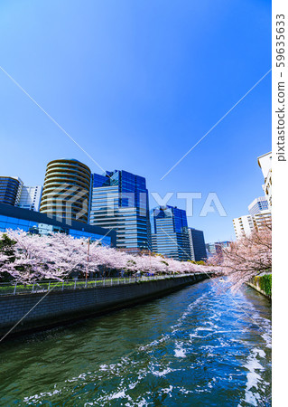 Spring Sakura Osaki Meguro River Japan Riverside Riverside Tokyo Tourism Office Building Redevelopment Osaki Station Spring Sakura Osaki Meguro River Japan Riverside Riverside Tokyo Tourism Office Building Redevelopment Osaki Station 59635633
