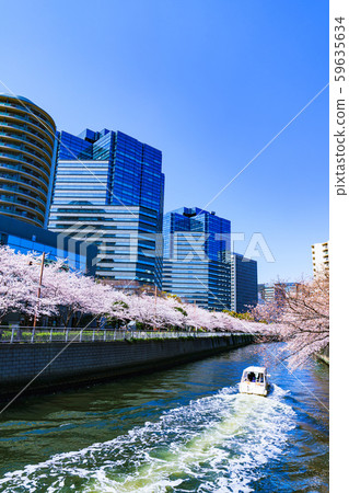 春天櫻花大崎目黑河日本濱江東京都觀光廳重建大崎站 春天櫻花大崎目黑河日本濱江東京都觀光廳重建大崎站 59635634