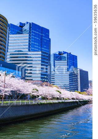 Spring Sakura Osaki Meguro River Japan Riverside Riverside Tokyo Tourism Office Building Redevelopment Osaki Station 59635636