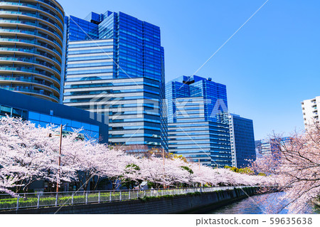 Spring Sakura Osaki Meguro River Japan Riverside Riverside Tokyo Tourism Office Building Redevelopment Osaki Station Spring Sakura Osaki Meguro River Japan Riverside Riverside Tokyo Tourism Office Building Redevelopment Osaki Station 59635638