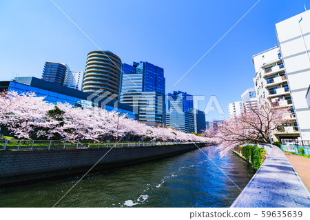 Spring Sakura Osaki Meguro River Japan Riverside Riverside Tokyo Tourism Office Building Redevelopment Osaki Station Spring Sakura Osaki Meguro River Japan Riverside Riverside Tokyo Tourism Office Building Redevelopment Osaki Station 59635639