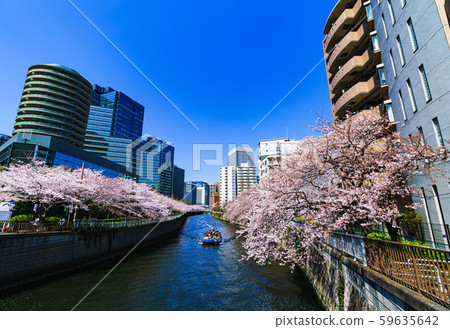 Spring Sakura Osaki Meguro River Japan Riverside Riverside Tokyo Tourism Office Building Redevelopment Osaki Station 59635642