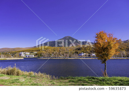 (Nagano) Shirakaba Lake, autumn leaves on the shore and Mt. Tateshina 59635873