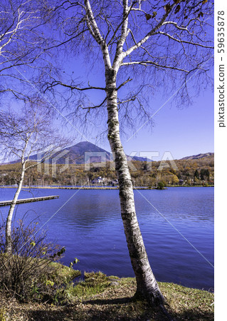 (Nagano) Shirakaba Lake, autumn leaves on the shore and Mt. Tateshina 59635878