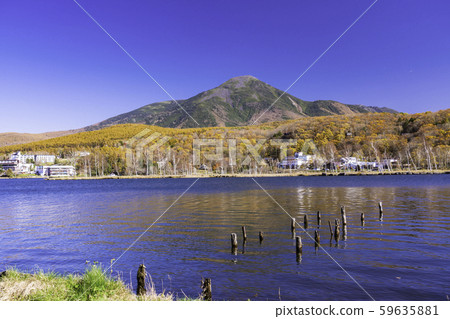 (Nagano) Shirakaba Lake, autumn leaves on the shore and Mt. Tateshina 59635881