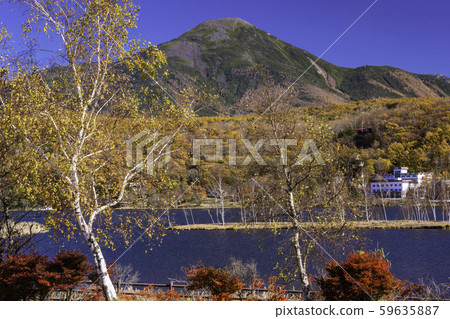 (Nagano) Shirakaba Lake, autumn leaves on the shore and Mt. Tateshina 59635887