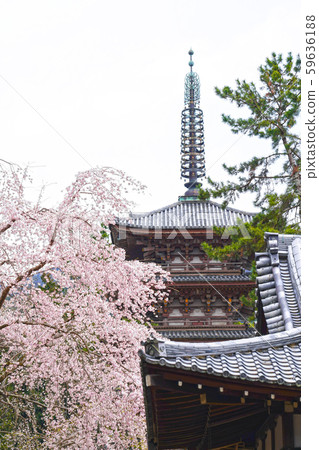 Daigoji 5層寶塔和櫻花 59636188