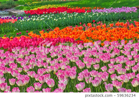 Beautiful tulip flower Beautiful tulip flower 59636234