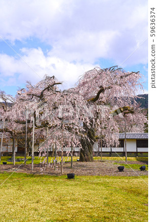 Daigoji Reihokan櫻花大江戶垂枝櫻花 59636374