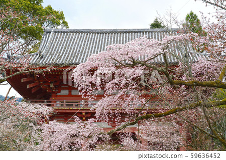 Nanji Temple Seodaemun and Sakura 59636452