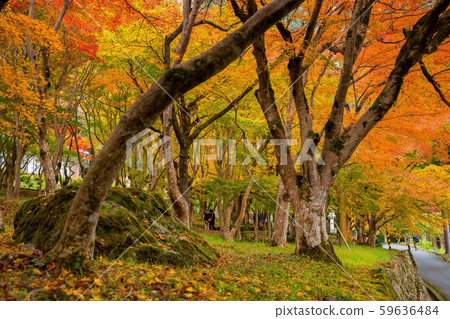 Chang'an Temple of autumn leaves 59636484