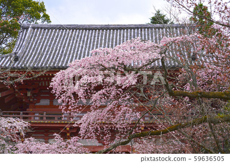 Nanji Temple Seodaemun and Sakura 59636505