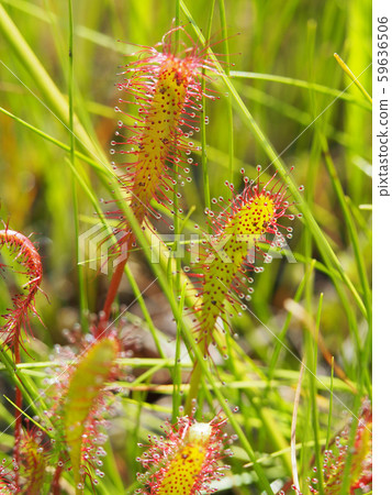 Nagabano gull 59636506