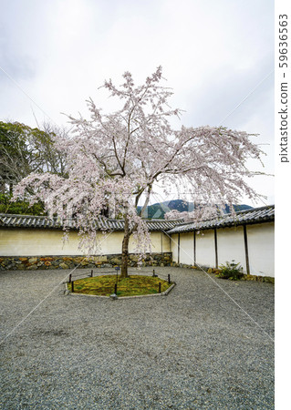 Daimonji Sanhoin Temple旁邊的克隆櫻花 59636563