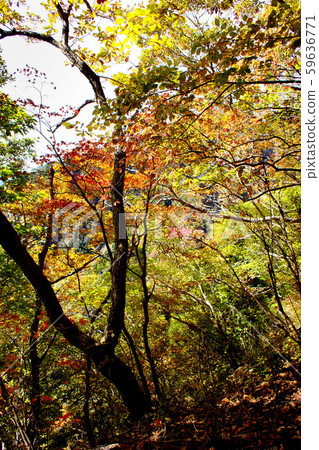 Nekodake的Aso Godake從Todo登山入口爬到Nekodake東峰,大東山脊路線的秋天景色 Nekodake的Aso Godake從Todo登山入口爬到Nekodake東峰,大東山脊路線的秋天景色 59636771