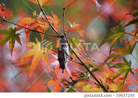 Minor beetle Minor beetle 59637293