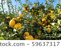 A lot of fruit A lot of fruit 59637317