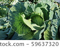 Autumn cabbage Autumn cabbage 59637320