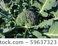 Broccoli in autumn Broccoli in autumn 59637323