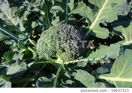 秋季西蘭花 秋季西蘭花 59637323