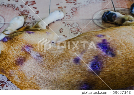 Dog sick with skin disease and sleeppy on floor. Dog sick with skin disease and sleeppy on floor. 59637348